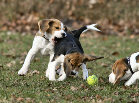 Beagles beim Spielen in Bielefeld